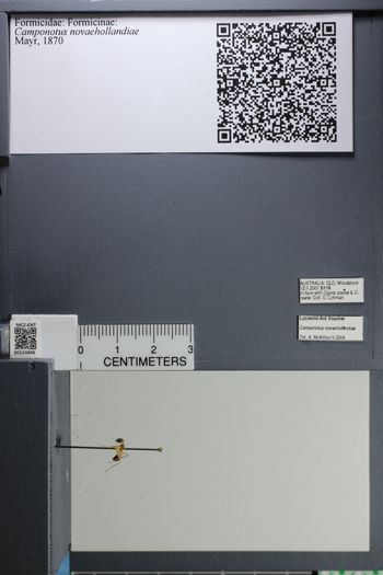 Media type: image;   Entomology 524896